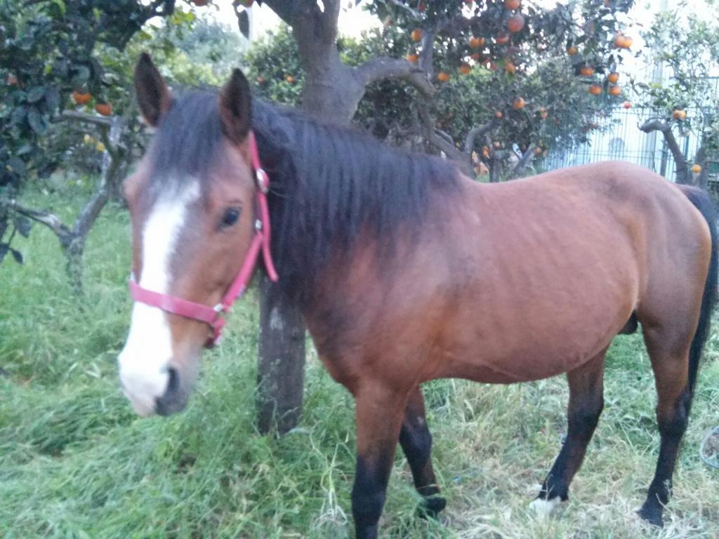 Tenuta "Li Santi" Pension San Cesario di Lecce Buitenkant foto